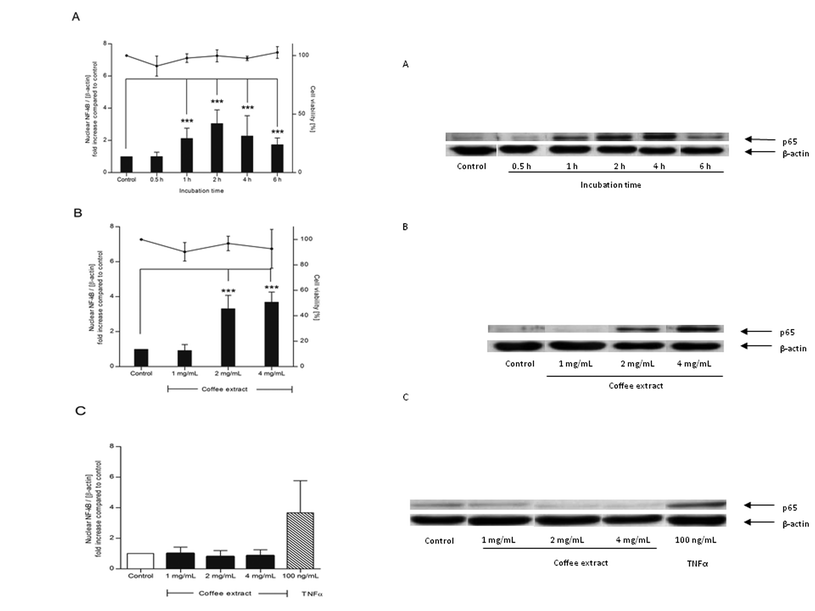 Nuclear translocation of NF-κB in NR8383 macrophages (A/B) and Caco-2 cells (C) induced by coffee extract. Cells were stimulated with coffee extract (1–4 mg mL−1) or TNF-α as positive control for 0.5–6 h. The intensity of the p65 signal (NF-κB subunit) was related to the loading control β-actin and expressed as n-fold increase compared to water-treated control cells (bars). Cell viability was assured by trypan blue dye exclusion test (points). Data is mean ± SD (A: n = 3–5; B: n = 3; C: n = 2). * p < 0.05, ** p < 0.01, *** p < 0.001. Representative Western blot of p65 and β-actin in NR8383 (A/B) and Caco-2 cells (C).