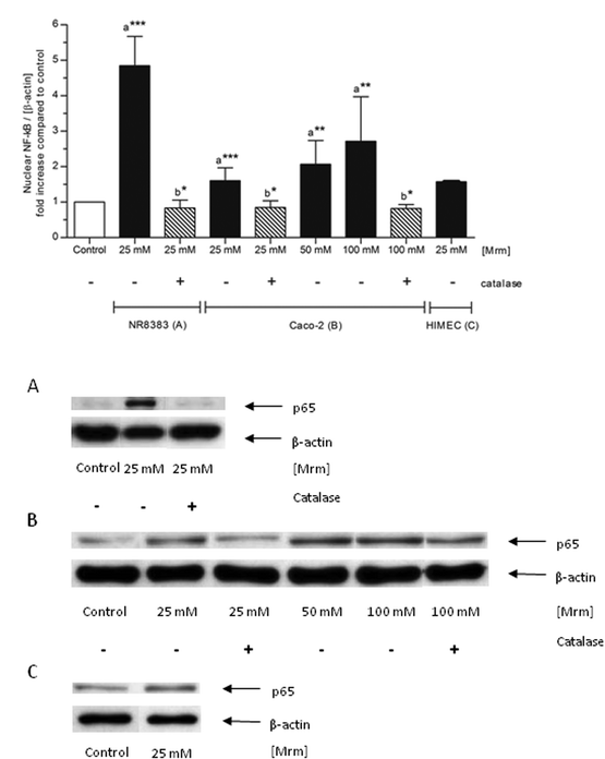 Nuclear translocation of NF-κB by roasting products in various cell types. NR8383 macrophages, Caco-2 cells, and HIMEC were stimulated with different concentrations of MRM for 2 h. In case of catalase co-treatment, catalase (150 U mL−1) was added ten minutes prior to stimulation. The intensity of the p65 signal (NF-κB subunit) was related to the loading control β-actin and expressed as n-fold increase compared to PBS-treated control cells. Data is mean ± SD (n = 2–8); * p < 0.05, ** p < 0.01, *** p < 0.001 compared to the control (a) or to the corresponding incubation without catalase addition (b). Representative Western blot of p65 and β-actin in NR8383 macrophages (A), Caco-2 cells (B) and HIMEC (C).