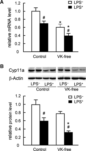 Effects of dietary vitamin K on Cyp11a mRNA and protein levels in the testis. (A) The amount of Cyp11a mRNA in the testis was determined by quantitative RT-PCR as described in the Materials and methods and is expressed as the fold-change of control LPS-untreated group (LPS−) values. (B) The amount of testicular Cyp11a protein was measured by western blot analysis as described in the Materials and methods section. Whole testis lysate (10 μg) was separated in a 12.5% SDS-polyacrylamide gel and blotted onto a PVDF membrane; Cyp11a was then detected using anti-rat Cyp11a antibody. β-Actin was used as the loading control. The data are expressed as the mean ± SEM, n = 8. * P < 0.01 vs. control groups. # P < 0.01 vs. LPS−.
