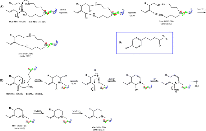 Possible reaction mechanisms for the covalent modification of K18 by OLC at 4 °C. Mass increments were measured by LC-ESIMS. Panel A shows the reaction mechanism between OLC and two different lysine residues on a unique K18-protein. Panel B reports the reaction between a single lysine ε-amino group and both OLC carbonyls to give an iminium six-member ring.