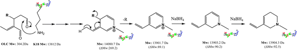 Proposed mechanism for the covalent modification of K18 protein by OLC at 37 °C.