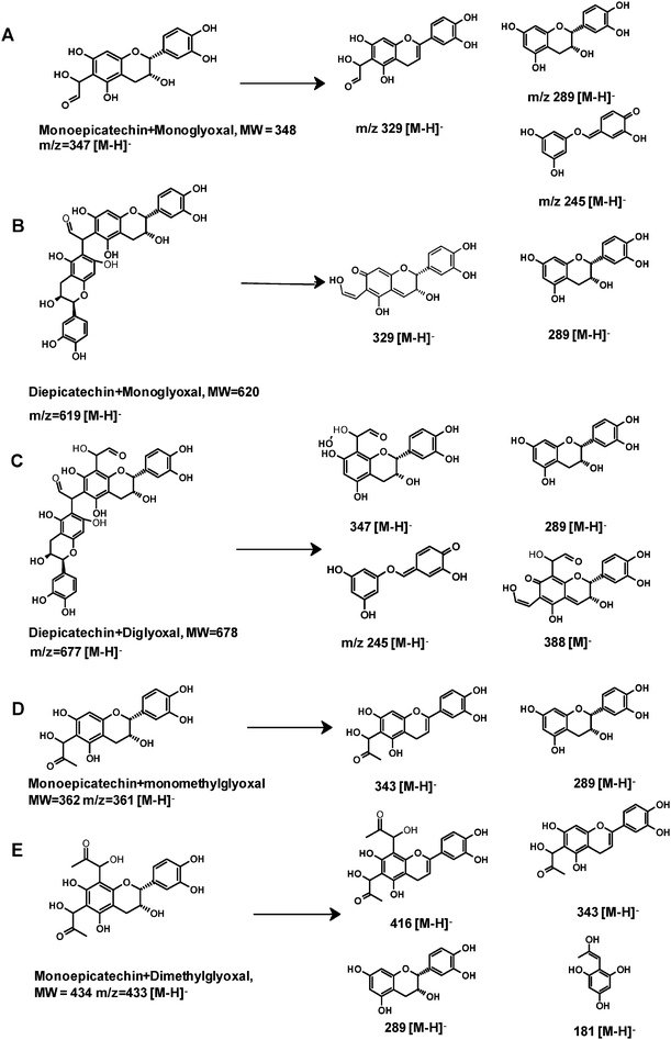 The proposed structures of epicatechin-glyoxal adducts and epicatechin-methylglyoxal adducts and their fragments. Letters A to E correspond to those in Fig. 5 and 6.