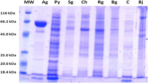The SDS-PAGE protein fingerprint of individual vegetable's juice. Molecular weight marker (MW), Ash gourd (Ag), yellow pumpkin (Py), Snake gourd (Sg), Chayote (Ch), ridge gourd (Rg), Bottle gourd (Bg), cucumber (C) and brinjal (Bj).
