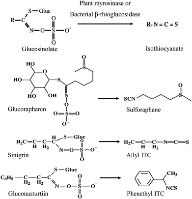 Conversion of select glucosinolates to their corresponding isothiocyanates.