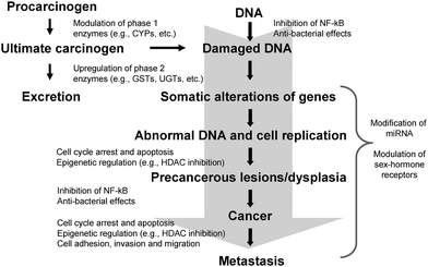 Mechanisms of action of isothiocyanates in the modulation of signaling pathways involved in cancer chemoprevention. (CYP = cytochrome P450; GST = glutathione S-transferase; UGT = UDP-glucuronosyl transferase; NF-κB = nuclear factor kappa B; HDAC = histone deacetylase; miRNA = micro RNA).