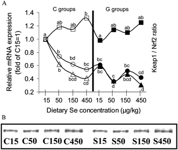 (A) Expression of Keap1 and Nrf2 and Keap1:Nrf2-ratio in the liver of growing rats fed diets supplemented with increasing dietary selenium concentrations (15 μg kg−1, 50 μg kg−1, 150 μg kg−1 or 450 μg kg−1) either without (C15, C50, C150, C450) or with the addition of 700 μmol glucoraphanin kg(diet)−1 (G15, G50, G150, G450). Circles show the expression of Keap1 relative to group C15 = 1, in the left side of the figure empty circles (○) represent Keap1 mRNA expression of the C groups, in the right side of the figure black-filled circles (●) represent the Keap1 mRNA expression of the G groups. Squares show the expression of Nrf2 relative to group C15 = 1, in the left side of the figure empty squares (□) represent Nrf2 mRNA expression of the C groups, in the right side of the figure black-filled squares (■) represent the Nrf2 mRNA expression of the G groups. Triangles show the expression ratio of Keap1 : Nrf2 relative to group C15 = 1, in the left side of the figure empty triangles (△) represent the ratio of Keap1 : Nrf2 in the C groups, in the right side of the figure black-filled triangles (▲) represent the ratio of Keap1: Nrf2 in the C groups. Unlike superscripts in the figure indicate significant differences between means (P < 0.05). n = 6 cDNA pools of 2 rats per experimental group. Analyses were performed in duplicate for each pool. (B) Protein expression of Nrf2 in whole liver lysate of growing rats fed diets supplemented with increasing dietary selenium concentrations (15 μg kg−1, 50 μg kg−1, 150 μg kg−1 or 450 μg kg−1) either without (C15, C50, C150, C450) or with the addition of 700 μmol glucoraphanin kg(diet)−1 (G15, G50, G150, G450). The figure shows a representative immunoblot prepared from one rat per group, representing the mean body weight of its group.