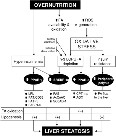 Overnutrition-induced oxidative stress and its relationship with insulin resistance, n-3 long-chain polyunsaturated fatty acid (n-3 LCPUFA) depletion, and steatosis in non-alcoholic fatty liver disease. Abbreviations: AcCoAC, acetyl-CoA carboxylase; AOX, acyl-CoA oxidase; CPT-1α, carnitine palmitoyl transferase 1-alpha; FA, fatty acid; FABP4/5, FA binding protein 4/5; FAT/CD36, FA translocase; FATP5, FA transport protein 5; FAS, FA synthase; LPL, lipoprotein lipase; PPAR-α(γ), peroxisome proliferator-activated receptor-alpha(gamma); ROS, reactive oxygen species; SCoAD-1, stearoyl-CoA desaturase-1; SREBP-1c, sterol regulatory element-binding protein 1c.