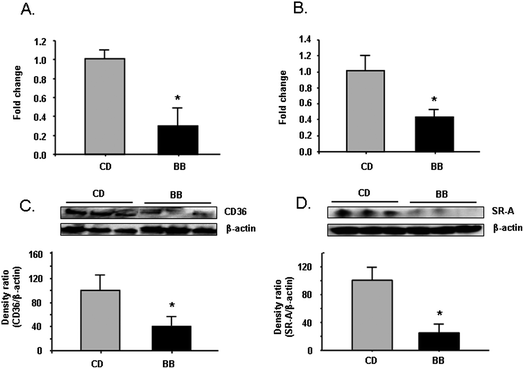 
            BB decreased mRNA and protein levels of scavenger receptor CD36 and SR-A in aorta samples of apoE−/− mice. After apoE−/− mice were fed CD or BB for 20 wks, BB suppressed mRNA expression of CD36 (A) and SR-A (B) in aorta samples from apoE−/− mice, as measured by RT-PCR. BB decreased the protein levels of CD36 (C) and SR-A (D) in aorta samples of apoE−/− mice. The proteins were separated by SDS-PAGE and then Western blot analysis with specific antibodies against CD36 and SR-A. β-Actin was blotted as an internal control. Data were expressed as mean ± SEM (n = 3). Comparisons were made between CD and BB groups, * P < 0.05, n = 3.