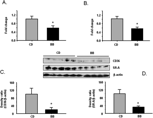 
            BB decreased mRNA and protein levels of scavenger receptor CD36 and SR-A in peritoneal macrophage from apoE−/− mice. After apoE−/− mice were fed CD or BB for 20 wks, BB suppressed mRNA expression of CD36 (A) and SR-A (B) in peritoneal macrophage from apoE−/− mice measured by RT-PCR. BB decreased the protein levels of CD36 (C) and SR-A (D) in peritoneal macrophage from apoE−/− mice. The proteins were separated by SDS-PAGE and then Western blot analysis with specific antibodies against CD36 and SR-A. β-Actin was blotted as an internal control. Data were expressed as mean ± SEM (n = 5). Comparisons were made between CD and BB groups, * P < 0.05, n = 5.