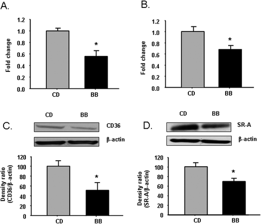 
            BB decreased mRNA and protein levels of scavenger receptor CD36 and SR-A in peritoneal macrophages of apoE−/− mice. After apoE−/− mice were fed CD or BB for 5 wks, BB suppressed mRNA expressions of CD36 (A) and SR-A (B) in peritoneal macrophages of apoE−/− mice measured by RT-PCR. BB decreased the protein levels of CD36 (C) and SR-A (D) in peritoneal macrophages of apoE−/− mice. The proteins were separated by SDS-PAGE and then Western blot analysis with specific antibodies against CD36 and SR-A. β-Actin was blotted as an internal control. Gel images of CD36 and SR-A represented three individual samples. Data were expressed as mean ± SEM (n = 3). Comparisons were made between CD and BB groups, * P < 0.05, n = 3.