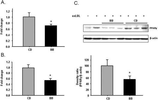 
            BB decreased PPARγ mRNA expression measured by RT-PCR in peritoneal macrophages from apoE−/− mice fed CD or BB for 5 wks without (A) or with (B) oxLDL incubation. After oxLDL incubation, BB decreased the protein levels of PPARγ in peritoneal macrophages of apoE−/− mice. The proteins were separated by SDS-PAGE and then Western blot analysis with specific antibodies against PPARγ. β-Actin was blotted as an internal control. Data were expressed as mean ± SEM (n = 3). Comparisons were made between CD and BB groups, * P < 0.05, n = 3.