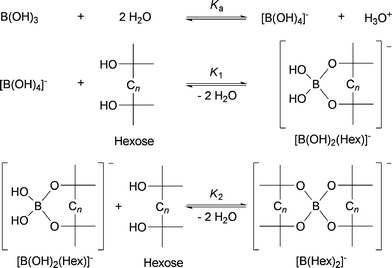 Equilibria between boric acid and hexoses in water.