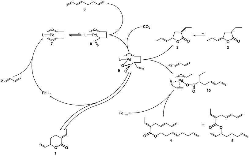 Reaction mechanism of the δ-lactone 1 synthesis.