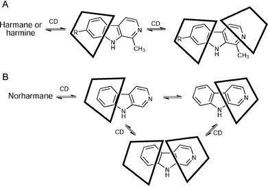 Proposed models of the inclusion of β-carboline alkaloids into the CD cavities. (A) Inclusion complexes of harmane or harmine. (B) Inclusion complexes of norharmane.