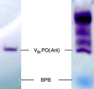 
            Polyacrylamide gel electrophoresis (1 h, 18 mA; non-denaturing conditions) of crude bromoperoxidase fraction (right) in comparison to VBrPO(AnI) preparation obtained from hydrophobic interaction and size exclusion chromatography (left, BPB = bromophenol blue; staining was performed in a solution prepared from phosphate buffer, H2O2, aq. KI, and 1,4-phenyldiammonium dichloride).