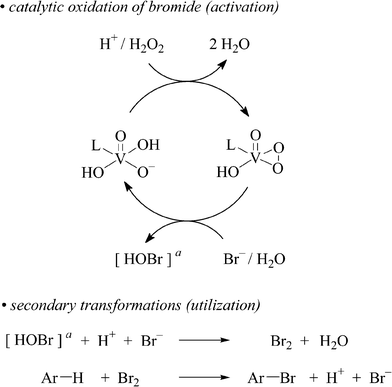 Stoichiometry for VBrPO(AnI)-catalyzed bromide oxidation with H2O2 (top) and secondary non-enzymatic reactions utilizing electrophilic bromination reagents for arene functionalization (bottom; L = apoenzyme; Ar = aryl or heteroaryl, see below). a Proposed intermediate in an early phase of the reaction.8