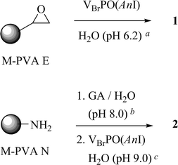 Immobilization of VBrPO(AnI) on polyvinyl alcohol (PVA)-functionalized (E or N) magnetite (M) (GA = glutardialdehyde; solid supports drawn as circles of an arbitrary radius; for further abbreviations see legend of Fig. 2, for results Table 1). aMES buffer. bPhosphate buffer. cTris(HCl) buffer.