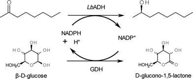 
          LbADH-catalysed reduction of prochiral ketones to the corresponding (R)-alcohols with GDH-catalysed cofactor regeneration.