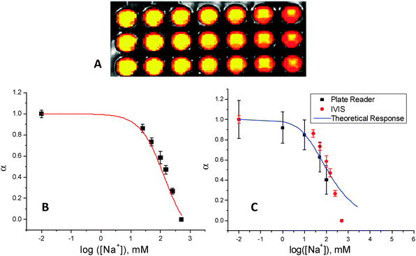 Sensor response determined with the IVIS animal imager. (A) Image of well plate with brightfield and fluorescence overlaid. Wells are sensors at different sodium concentrations increasing from left to right in triplicate. (B) Normalized response of the sensors to sodium. Average and standard deviation (black squares) with sigmoidal fit (red line). (C) Comparison of IVIS data (red) to Plate reader data (black) and theoretical response curve (blue).