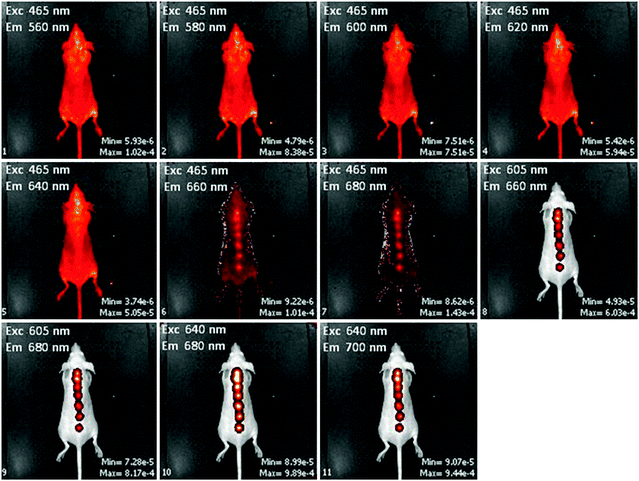 Wavelength dependence of sensor fluorescence in vivo. Each panel contains a fluorescence image overlaid with a brightfield image at the excitation and emission wavelengths indicated in the upper left corner of the panel. The maximum and minimum efficiency units of fluorescence are shown in the lower right corner of each panel.