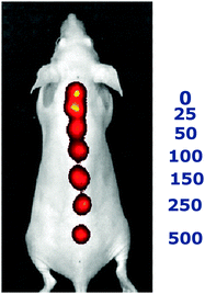 
          In vivo image of sensors at different sodium concentrations. Fluorescence overlaid with brightfield is shown with seven different subcutaneous injections of sensors in different sodium concentration solutions. On the right is the corresponding sodium concentration in mM.