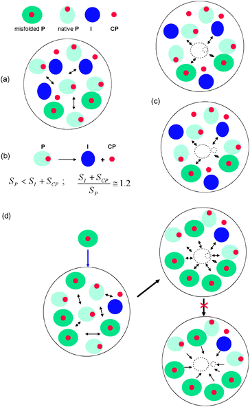 Pictorial representation of the molecular crowding effect on the proinsulin to insulin conversion. (a) In a crowded environment, molecules undergo steric repulsions. (b) Following the dissociation of P in I and CP, the total molecular surface area exposed to the surrounding environment increases; the surface area of I and CP is larger than that of single P. (c) Within circumstances assumed by the molecular crowding theory r/r0 < 1, which is a consequence of the volume exclusion effects within the finite space of the secretory compartment (i.e.vesicles). (d) Accumulation of misfolded proinsulin increases the level of molecular crowding leading to enhanced steric repulsions between molecules and volume exclusion. The activity coefficient of proinsulin is decreased which, in turn, leads to a decrease of proinsulin to insulin conversion.