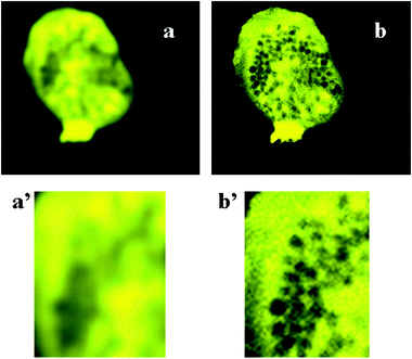 
              The effect of 
              fluor
               exclusion by cytoplamsic 
              organelles
              . Both images show a confocal plane of a human eosinophil loaded with fluo4 pseudocolured in yellow. This dye is excluded from the granules which occupy the region of the cell between the nucleus and the leading edge. (a) A low resolution image of the cell taken confocally, in which the fluorescence signal appears to be non-uniform across the cell. (b) The same cell as shown in (a) but at a higher resolution so that the individual granules are seen. (a’,b’) Higher magnifications of the granular zones of the images (a) and (b) to show how the region of lowered fluorescence is the result of the presence of fluor-excluding granules in that region.
