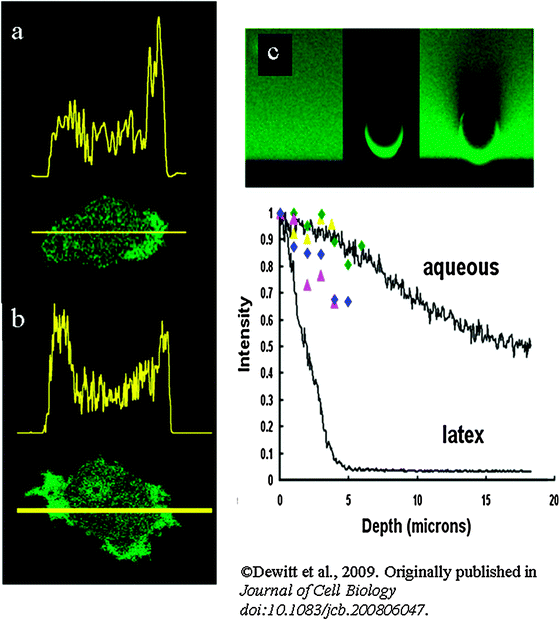 
              Asymmetrical fluorescent signals inside and outside 
              cells
               caused by 
              light scattering
              . (a) The typical distribution of fluorescence intensity of cytoplasmic fluorescein along the axis of a polarized human neutrophil is shown. The dynamic nature of the fluorescence asymmetry of fluorescein can be seen in Video 1 at http://www.jcb.org/cgi/content/full/jcb.200806047/DC1. (b) The typical distribution of fluorescence intensity of cytoplasmic GFP in human cord blood-derived neutrophils along the axis shown of a polarizing cell. Bars in (a) and (b) 5 μm. (c) The fluorescent signals in the xz plane through fluorescein in solution (100 μM), and fluorescein conjugated to a latex sphere (10-μm-diam), and the latex sphere in the fluorescein solution. The attenuation of fluorescent signal is apparent in the latex bead and is plotted in the graph for comparison with free solution and fluorescein in cell-types with differing granularities (fluorescein-loaded HECV cell, fluorescein-loaded PC3 cell,  GFP-expressing dictyostelium, and fluorescein-loaded human neutrophil. (For full details see ref. 6).