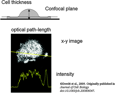 
            Excitation path-length changes caused by difference in 
            cell
             thickness. The top diagram shows how cell thickness varies across the cell, which has a thin skirt around it and a thicker terminal region. The position of a confocal optical section is shown which would include the thicker terminal region but not the skirt. An example of this artefact is shown below (spreading human neutrophil), together with its intensity profile. For this and other confocal images shown in this paper, the resonant scanning head of the Leica SP2 confocal microscope with a 63× oil immersion objective NA 1.32 (HCX-PL- APO) was used.