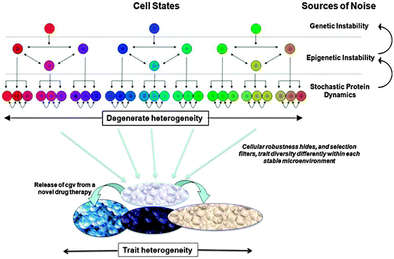 Three tiers of noise-genetic instability, epigenetic instability, stochastic protein dynamics, and the feedback between these tiers-provides a strong source of divergence in the internal and external properties of cancer cells, i.e. the mutator phenotype. Cellular robustness achieved (in part) through degeneracy allows for high amounts of heritable heterogeneity to accumulate in a cell population. While the mutator phenotype introduces new heritable variants at a rapid rate, canalization will hide, and selection will filter, the phenotypic diversity that is actually observed in a microenvironment-dependent fashion. Other factors such as genetic drift and tumor expansion can also influence the speed and extent that heritable variation accumulates. When presented with novel environmental conditions such as the administration of a new drug therapy, directional selection will then act on any of the standing genetic variation that is expressed as selectively relevant phenotypic differences. Some of this phenotypic variation is pre-existing and some is conditionally exposed by the new therapy. The overall extent of heritable phenotypic variation will influence the propensity to evolve a persistent therapy resistance and thus impact the robustness of the cancer.