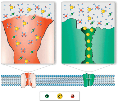 Cartoon illustrating the difference between single-file transport and multiionic transport. Left: OmpF channel. Cations and anions may enter the pore without losing their hydration layer. The channel displays a slight preference for cations at neutral pH. Right: potassium channel. Only unsolvated K+ ions are allowed to enter the pore. K+ transport takes place in a single-file fashion.