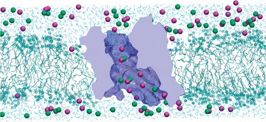 Snapshot of a MD simulation of KCl (1 M) transport across the OmpF channel embedded in a lipid bilayer. K+ ions are represented by magenta spheres and Cl− ions by green spheres. The structure of the protein has been constructed from the X-ray crystallographic data.19 For clarity of the representation, many water molecules, many lipids and the other two monomers are not shown. The picture has been produced using VMD.116