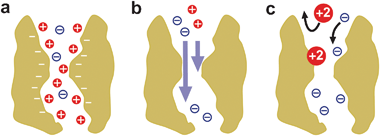 Several contributions to large channel selectivity under a salt concentration gradient. (a) A channel with net negative fixed charge accumulates cations and partially excludes anions. (b) When cations and anions have different mobilities, there appears a net electric current across the channel. (c) Short-range, non-Coulombic, interactions between permeating ions and protein residues may alter and even reverse the partitioning of cations and anions between solution and the channel pore and their respective mobilities.