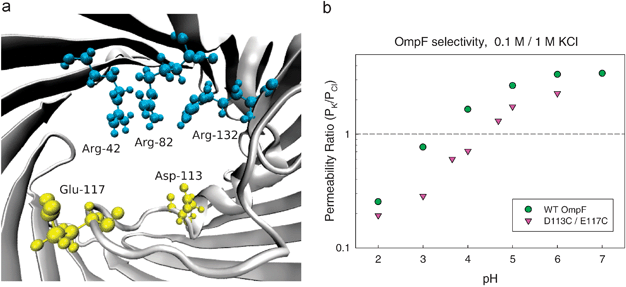 (a) View of OmpF selectivity filter with two acidic residues (D113, E117) facing a cluster of three positive arginines (R42, R82, R132). (b) Permeability ratio of WT OmpF and D113C/E117C mutant as a function of solution pH (0.1 M KCl cis|1 M KCltrans).