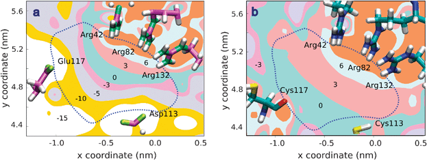 Contour plot of the electric potential in a cross-sectional plane of the OmpF channel central constriction (at z = 3.42 nm). The coordinates x, y, z are those of the first OmpF atomic structure.19 Numbers denote the maximum value of the potential on each region in kT/e (∼25.7 mV) units. The dot line depicts the limit between the aqueous pore (inner region) and the surrounding protein domain, non accessible to solvent. (a) Constriction of WT-OmpF. Even though the channel is cation selective, calculations show that there are two regions of positive and negative potential which may be the path for anions and cations when crossing the selectivity filter. This assumption has been confirmed by MD simulations.48,49 (b) Constriction of the D113C/E117C mutant. The region of negative potential is lost and cation permeation is hindered.
