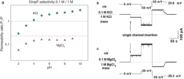 Selectivity inversion by divalent cations. (a) Permeability ratio of OmpF channel in salts of KCl and MgCl2. The lines represent the diffusion potential obtained under a concentration gradient a 0.1 M/1 M for KCl (solid line) and MgCl2 (dashed-dotted line). (b) and (c) Current traces of spontaneous channel insertion at 10-fold gradients of KCl (b) and MgCl2 (c). The potentials that should be applied in order to zero currents in the two cases are of opposite signs.