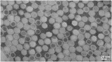 Unstained TEM image of CoPt-CPMV mineralized particles.