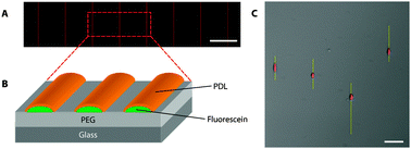 Hippocampal neuron culture on laser-patterned substrates. (A) Fluorescent image showing long uniform lines of polylysine, which were used as a substrate for the growth of hippocampal neurons (scale bar: 100 μm). (B) The lines were created by patterning fluorescein onto a PEG monolayer using a femtosecond laser and then incubating in a solution containing PDL, which selectively bound to the fluorescein. (C) False-colored phase-contrast image showing that hippocampal neurons adhered exclusively to the PDL patterns spaced 100 μm apart. The geometry of the lines prevented the neurons from growing more than one neurite in each direction. The neurons were false-colored to enhance contrast (soma, red; neurites, yellow), but image brightness was conserved (scale bar: 50 μm).