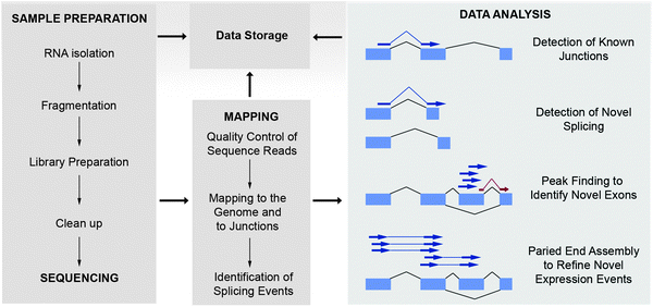 A schematic overview of the steps involved in RNA-Seq. RNA is extracted and incorporated into a library prior to purification and sequencing. The sequence reads undergo quality control and are then mapped to a reference genome and to a library of exon junctions. The expression level of transcripts is determined using tag counts and analyses are performed to determine known and novel splicing events. Paired-end sequencing can be used to validate and refine novel expression events detected with RNA fragment libraries.