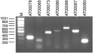 PCR products for the different new gene models were separated on a 1% agarose gel stained with ethidium bromide and visualised on a UV transilluminator. The first two gene models are from category intergenic and the last five from category intronic. The size of the gene products corresponds with what was expected, except for AT00067, which is around 100 bp too long and AT00080, which is around 450 bp too short.