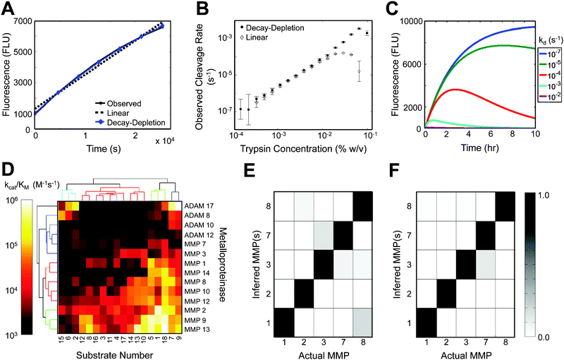 
            Modeling 
            protease
             cleavage kinetics and specificity signatures. (A) A typical time-lapse fluorimetry output for a single enzyme (0.5 nM MMP10) and substrate 13 in MMP buffer. The data is fit with both linear and decay-depletion kinetic models. The decay-depletion model almost perfectly overlays the data. (B) Inferred kinetic rates (V0/[S]0) of trypsin cleaving substrate 7 over a range of concentrations. (C) Decay-depletion model simulations of substrate cleavage using the following parameters: F0 = 104FLU, kcat/Km = 105 M−1s−1, [E] = 1 nM, [S] = 10 μM. (D) Hierarchical biclustering of observed cleavage efficiencies for various ADAMs and MMPs. Cleavage parameters were averaged over several concentrations. (E,F) PrAMA inference of individual MMPs at different concentrations (E, ∼0.5 nM vs. ∼0.05 nM) and buffers (F, MMP minimal media vs.MEBM). Each column represents an individual PrAMA experiment. The abscissa indicates the actual enzyme present, and the ordinate indicates the inferred MMP present. Each PrAMA output (each column) is normalized to have a total signal of 1.