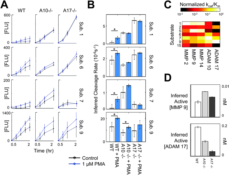 
            Live 
            cell
             inference of PMA-stimulated 
            MP
             activity. PrAMA was conducted using three cell lines (WT, ADAM10−/−, and ADAM17−/− MEFs) and 7 total substrates, tracking substrate cleavage up to two hours after adding substrate. (A) Time-lapse fluorimetry for 4 of the 7 total substrates used in this experiment. (B) Inferred substrate cleavage rates (V0/[S]0), corresponding by row to the time-courses shown in A and using all four time-points in A for the inference. Stars indicate p < 0.05, comparing between cleavage rates for the control and stimulated conditions. (C) Parameter matrix used in this experiment, with each column divided by its Euclidean norm. (D) PrAMA inference results for the increased activity caused by PMA stimulation, using significance threshold σT = 1.4. No significant increase in MMP2, MMP14, or ADAM10 activity was detected at this threshold. For MMP9 and ADAM17, all inferred differences were statistically significant (p < 0.05). For all subplots, error bars indicate standard deviation of three biological replicates.