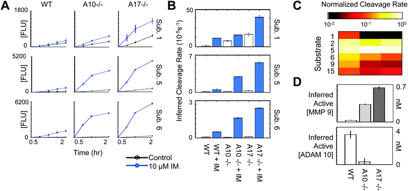 
            Live 
            cell
             inference of 
            ionomycin
             stimulated 
            MP
             activity. PrAMA was conducted using three cell lines (WT, ADAM10−/−, and ADAM17−/− MEFs) and 6 total substrates, tracking substrate cleavage up to two hours after adding substrate. (A) Time-lapse fluorimetry for 3 of the 6 total substrates used in this experiment. (B) Inferred substrate cleavage rates (V0/[S]0), corresponding by row to the time-courses shown in A and using all time-points in A for the inference. Stars indicate p < 0.05, comparing between cleavage rates for the control and stimulated conditions. (C) Observed cleavage vector V0 (columns), normalized to have total signal of 1, for each of the three cell lines. (D) PrAMA inference results for the increased activity caused by IM stimulation, using significance threshold σT = 1.4. No significant increase in MMP2, MMP14, or ADAM17 activity was detected at this threshold. For MMP9 and ADAM10, all inferred differences were statistically significant (p < 0.05). For all subplots, error bars indicate standard deviation of three biological replicates.