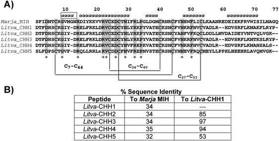 (A) The 3-dimensional conformations of CHH-like peptides and Marja_MIH were stabilized by a number of conserved hydrophobic interactions of fourteen hydrophobic amino acid residues (I/F3, V/I10, I/L16, Y/F17, V/L20, V23, I/V/L30, F/Y31, L/V36, F/Y45, F50, L/V54, I/V63, and F/Y66) and the three disulfide bonds. The fourteen hydrophobic (shown as *) and the 6 cysteine residues were conserved in all of the peptides, suggesting that the CHH-like peptides and MIH have similar folding. The α-helical regions of Marja_CHH are shown as ααα. In addition, seven acidic amino acids (at position 4, 13, 15, 25, 26, 29 and 47) and seven basic amino acids (at position 8, 14, 18, 19, 22, 32 and 41) were strongly conserved in both MIH and CHH-like peptides. (B) The % sequence of identity of the Litva_CHH to Marja_MIH and to Litva_CHH1.