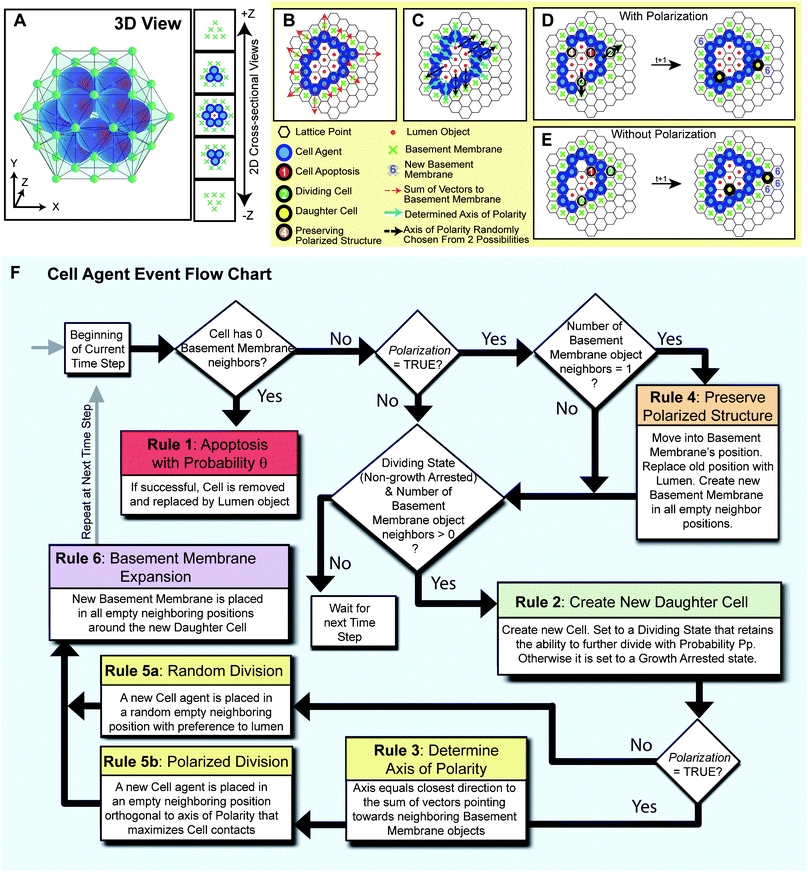 
            Depiction of the 3D lattice and the 
            cell
             agent rules of interaction (A) A 3D image and 2D cross-sectional views of an example in silico acinus consisting of 12 cell agents and 1 central lumen object surrounded by 42 basement membrane objects on the lattice. (B) When the Polarization variable is set true, and the rules of cell polarization are enabled, each cell agent determines its polarity direction by taking the arithmetic sum of vectors pointing towards neighboring basement membrane objects (red dashed arrows). Rules are applied in 3D, but are shown above as 2D cross-sections. (C) The closest of the twelve neighboring positions to which the vector sum points towards determines the polarity (blue arrows). If multiple directions are equally distant, polarity is chosen from these at random (black dashed arrows). (D) An example execution through a simulation time step is depicted with Polarization enabled. Numbers and colors on a cell indicate the rule it will execute based on its local environment. During polarized division, the dividing cell agent places the daughter cell agent in the direction that maximizes contacts with other cell agents, except in the two directions along its axis of polarity. (E) For comparison, an example execution through a simulation time step is also shown with Polarization disabled. During nonpolarized cell division, dividing cell agents can place daughter cell agents in any neighboring position occupied by a basement membrane or lumen object with preference towards the lumen. (F) An event flow diagram for a cell agent summarizes the 6 rules of interaction.