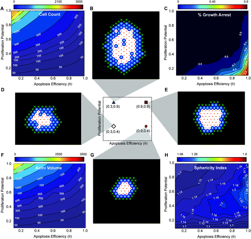 
            In silico
             phenotypic transition maps depicting acinar characteristics as a function of 
            apoptosis
             efficiency 
            θ
             and proliferation potential after 12 days in culture—polarization ON. (A) 
            Cell
             count, (C) % of 
            growth
             arrested acini, (F) acini volume, (H) sphericity. All simulations were performed with Polarization set to true. (B,D,E,G) Example images of simulations at day 12 for four parameter sets ([θ = 0.3, Pp = 0.9], [θ = 0.3, Pp = 0.4], [θ = 0.9, Pp = 0.9], [θ = 0.9, Pp = 0.4]).