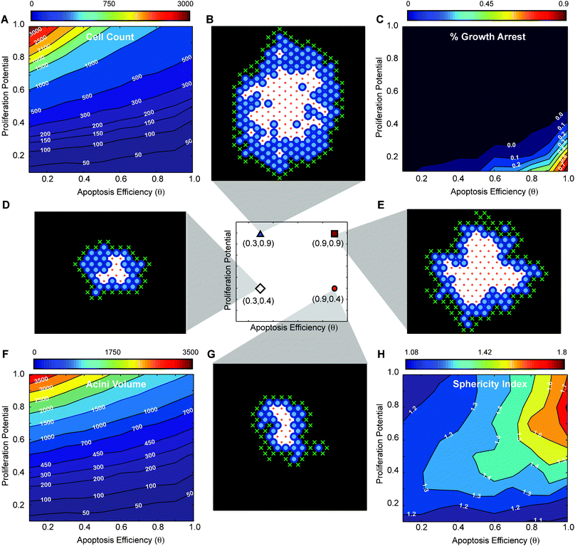 
            In silico
             phenotypic transition maps depicting acinar characteristics as a function of 
            apoptosis
             efficiency 
            θ
             and proliferation potential after 12 days in culture—polarization OFF. (A) 
            Cell
             count, (C) % of 
            growth
             arrested acini, (F) acini volume, (H) sphericity. All simulations are done with polarization set to off. (B,D,E,G) Example images of simulations at day 12 for four parameter sets ([θ = 0.3, Pp = 0.9], [θ = 0.3, Pp = 0.4], [θ = 0.9, Pp = 0.9], [θ = 0.9, Pp = 0.4]).