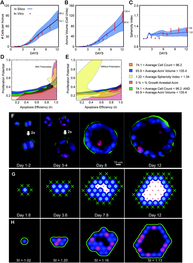 
            Achieving a normal phenotype in silico and in vitro validation. (A–C) Experimental data as a function of days in culture. Average and standard deviations from ∼100 to 200 acini per time point are shown as red diamonds. (A) Average number of cells contained in one acinus. (B) Average acinar volume (in cell units). (C) Average acinar sphericity. (D–E) Transition maps are used to identify the parameter space that matches in vitro measurements at day 12. The average ± standard deviation of the measurements set the boundaries for each map. Overlap between the different areas delimits the parameter space matching all considered measurements. Cell number, acini volume, acini sphericity and growth arrest levels are used to delimit this space. (D) Resulting overlap with Polarization enabled maps from Fig. 3. It leads to a possible region of overlap. The red circle indicates the chosen parameter values (θ = 0.9, Pp = 0.4) within this area. The corresponding predicted in silico measurements for these parameters are displayed in panels A–C as solid blue curves with standard deviations shown as blue shadows. Note for all simulations: agent doubling time was set to 0.6 days with a 1.2 day delay for cells to reenter cycle. (E) Resulting overlap with Polarization disabled maps from Fig. 4. These maps lead to no overlap and therefore no possible fit of the experimental data. (F) Representative center slices of normal acini during the first 12 days in culture (nuclear stain with DAPI in blue, proliferation marks with Ki67 in red, basement membrane with α6 in green). (G) Example of 2D cross-sectional view of an in silico acinus with a normal phenotype obtained with parameters θ = 0.9, Pp = 0.4, and Polarization enabled. (H) 2D cross-sectional view of the same in silico acinus after transforming epithelial and basement membrane agents coordinates into pseudo microscope 3D image. Pseudo images are used to compute acini sphericity index (SI) for each simulation (displayed below each acinus). Red marks proliferating agents, green marks basement membrane agents and blue marks all epithelial agents.