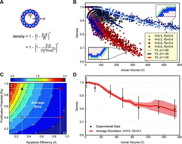 
            Contrary to density, epithelium thickness β is an invariant property of an acinus and can be used as an indicator of lumen formation. (A) Density alone is a poor indicator of normal lumen formation, as it does not only depend on the number of epithelial layers alone (β) but also on the volume of the acinus. One can compute the theoretical density of a spherical acinus of radius R and agents of diameters d with β epithelial layers, as a function of the acinar volume (V) normalized to the cellular occupation (Vcell). (B) Four distinct simulations with different apoptotic efficiencies q and proliferation potential Pp, lead to very distinct lumen formation. Even though simulated acini are not perfectly spherical, simulated densities versus acinar volume can be fitted very accurately. (C) β transition maps. The location of the four parameters conditions whose β values were fitted in panel (B) are marked with the same symbols and colors on the map. The normal phenotype simulated in Fig. 5 is shown as a red circle. (D) The dependency of density variation versus acinar volume for simulations with θ = 0.9 and Pp = 0.4 match experimental data. Experimental densities are averaged over 7 different acini volume bins, mixing all densities from day 1 to day 12, as it was done for simulations.