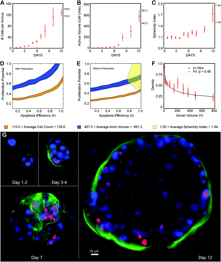 
            Locating ductal carcinoma in situ using the transition map. The MCF10A-pER Akt, which have a compromised apoptotic pathways were grown on top of Matrigel™ and quantified similarly to normal MCF10A. (A–C) Experimental data as a function of days in culture. Average and standard deviations from ∼100 to 200 acini per time point are shown as red diamonds. (A) Average number of cells contained in one acinus. (B) Average acinar volume (in cell units). (C) Average acinar sphericity. (D) Satisfying all three measurements at day 12 is impossible with Polarization enabled, as there are no overlapping regions for the different maps. (E) When disabling polarization, there are still no overlapping regions, indicating some additional mechanism is involved. (F) Akt-on acini density decreases much faster with acinar volume compared to normal MCF10A, leading to fit for β of 0.45. (G) Representative center slices of Akt-on acini during the first 12 days in culture (nuclear stain with DAPI in blue, proliferation marks with Ki67 in red, basement membrane with α6 in green).